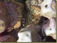 Clown Shrimp