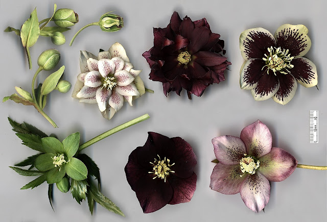 hellebore flowers of mixed colour