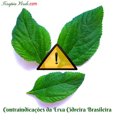 Contraindicações da Erva-cidreira brasileira