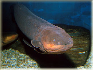 Electric Eel Fish Pictures