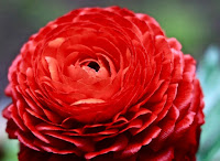 red, flower, blossom, macro, magic, mania, close-up