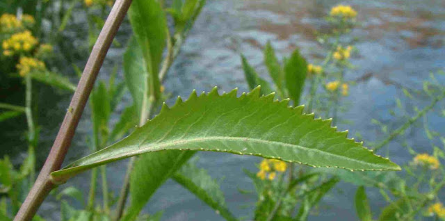 Roripa anfibia y plantas cruciferas