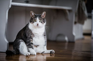 kucing obesitas