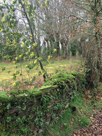 Author: E.V.Pita (2013) Cospeito Lake (Galicia, Spain) / Lagoa de Cospeito (Lugo)