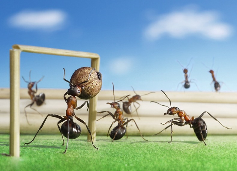 andrey-pavlov-ants-6