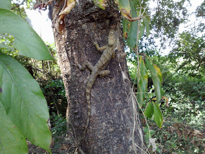 A Big Garden-Lizard. Looks Pre-Historic.