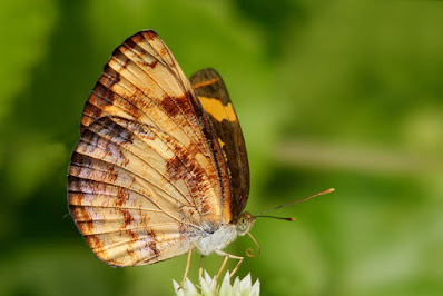 Pantoporia hordonia