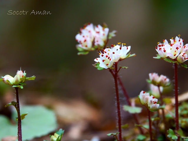 Chrysosplenium album