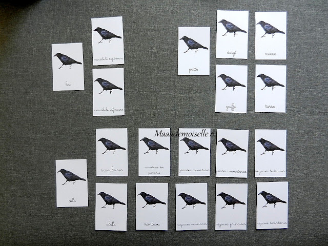 Cartes de nomenclature : Anatomie de l'oiseau