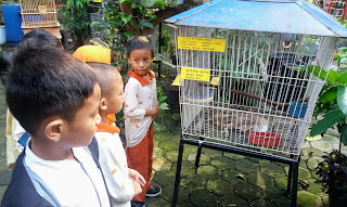 kematian tyto alba burung hantu