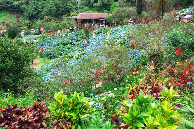 Looking downhill at the entrance to gardens, flowers