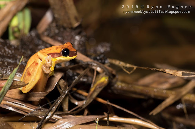 Ecuador Frog Blog 