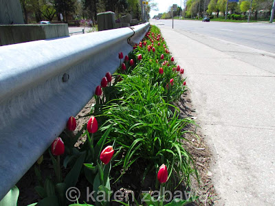 Long  border garden red and white tulips blooming along Lakeshore Road Port Credit.