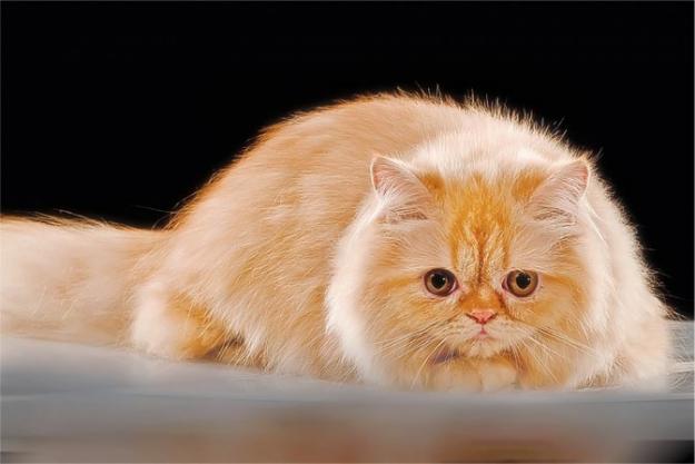 9 Cara Merawat Kucing  Persia Memelihara Blog Cara dan Tips
