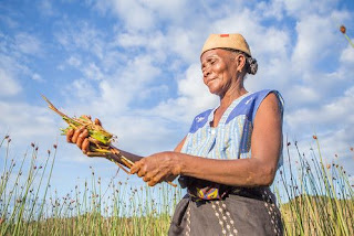 Rice is the staple food of Madagascar