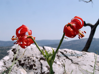 Лилия халцедонская / Лилия халкедонская (Lilium chalcedonicum)