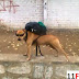 Dog Transport