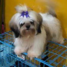 Hasil gambar untuk cara merawat anjing shih tzu