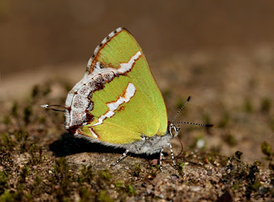 Mariposa banda de plata (Chlorostrymon simaethis)