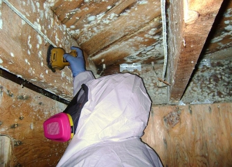 Home Improvement: Mold Removal Services by Plumbing Companies