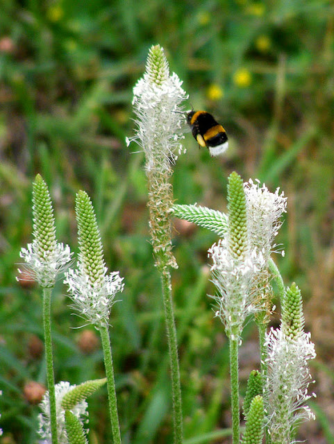 Greater Plantain Plantago major visited by Buff-tailed Bumble Bee Bombus terrestris. Indre et Loire. France. Photo by Susan Walter.