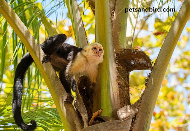  "In-Depth with Capuchins: Secrets of a Monkey's World"