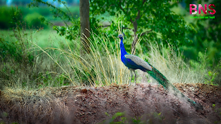 peacock beutiful wallpaper, peacock feather, beutiful peacock Morningpeacock wallpaper photo,  peacock wallpaper for walls,  peacock wallpaper design,  beautiful peacock wallpaper,  peacock feather wallpaper,  peacock live wallpaper,  peacock 3d wallpaper,  5d peacock wallpaper