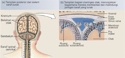 Sistem saraf pusat (SSP) terdiri dari otak dan sumsum tulang belakang, yang terletak di rongga tubuh dorsal. Ini adalah sangat penting untuk kesejahteraan kita dan tertutup dalam tulang untuk perlindungan