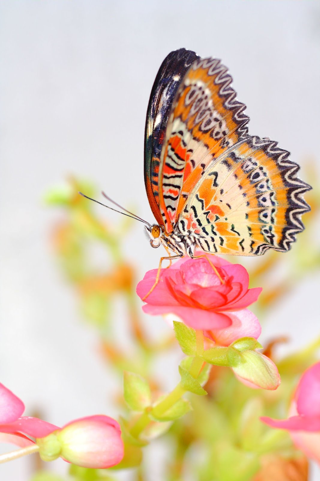 Mariposa sobre las flores - Butterfly and flowers