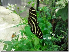 botanico004