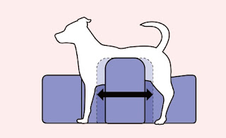 cães em tratamento de fisioterapia