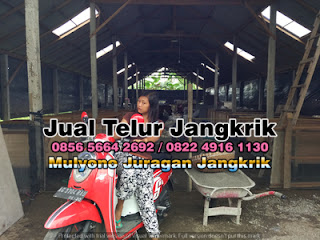 Harga Jual Telur Jangkrik Super Tujuan Tuban Jawa Timur 085656642692