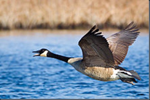 canadageese