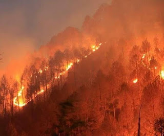 The Chief Minister credited the vast majority of these flames to 'purposeful' acts by 'mischevious components'  uttrakhand forest fire