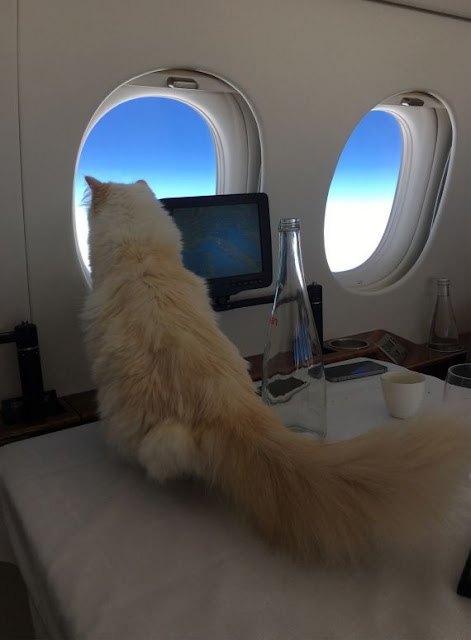 After his death .. Karl Lagerfeld leaves his fortune for his pampered cat "choupette"