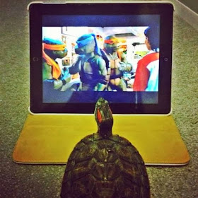 Funny animals of the week - 7 March 2014 (40 pics), turtle watches Teenage Mutant Ninja Turtle on tablet