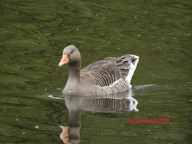 Greylag goose