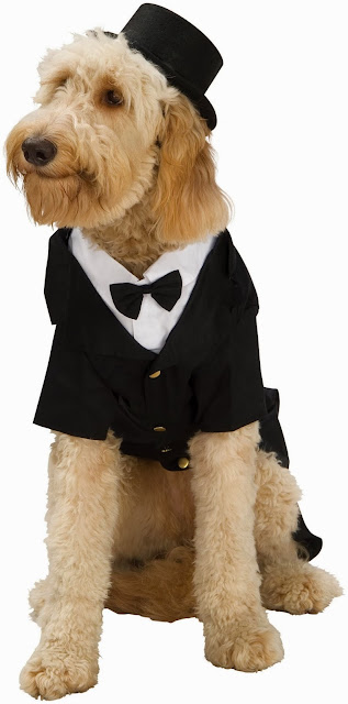 Dapper Dog Costume