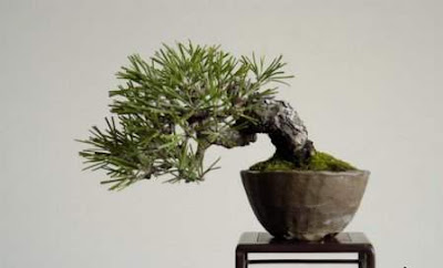 bonsai trees