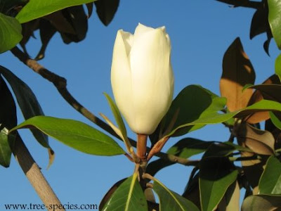southern magnolia tree flower. southern magnolia tree flower.