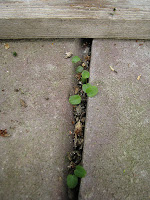 Hepatica nobilis var.nobilis