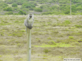 Chegando na Shamwari Game Reserve