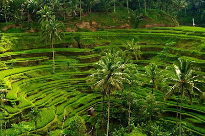 Tegalalang Rice Terrace - Salika Travel 3H2M Bali Kintamani