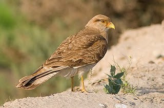 Chimango: bird of prey from Península Valdés and from All Argentina.