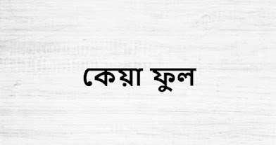 কেয়া ফুল