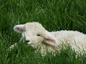 lambs at the Lost Gardens of Heligan, Cornwall
