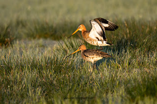 Wildlifefotografie Uferschnepfen Kopula Olaf Kerber