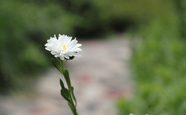 China Aster Flowers Pictures