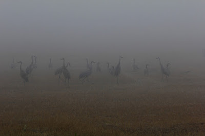 sandhill cranes in fog near Baraboo, WI