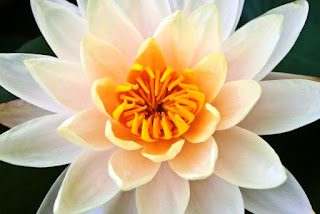 Lotus-Meaning-White
